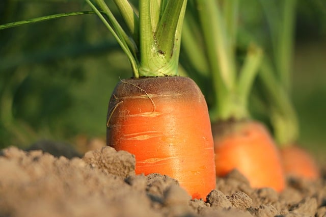Morcovi - legume simplu de plantat