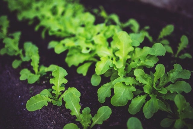 Pasi plantare salata toamna