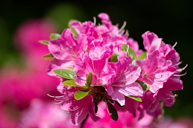 Perioada sadire rhododendron