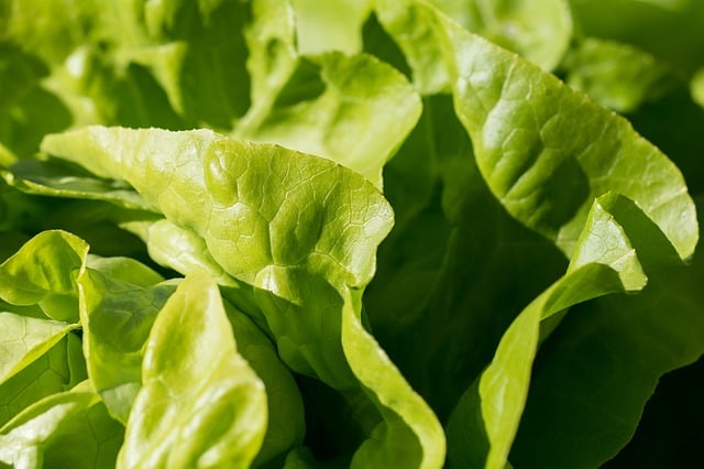 Salata verde - legume usor de sadit