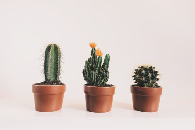 Simbolistica flori - cactus