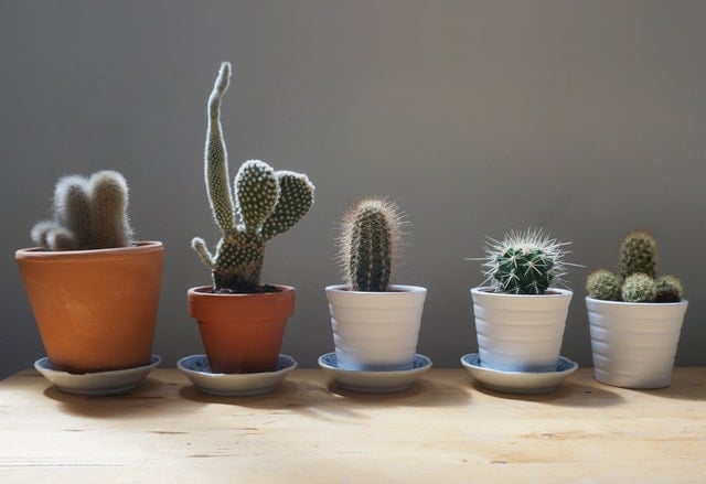 Tipuri de cactus de apartament