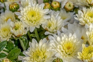 cum se planteaza crizantemele in ghiveci