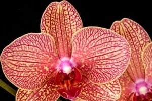 de ce se usuca frunzele la orhidee