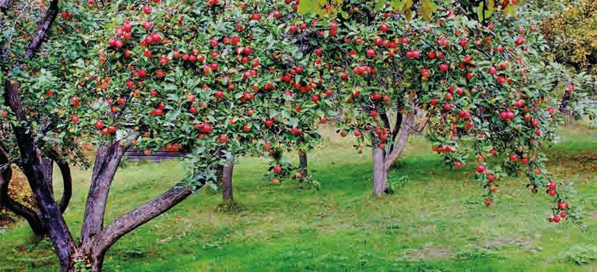 ingrijirea pomilor fructiferi