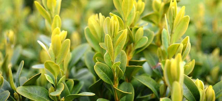 tundere buxus