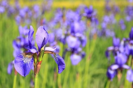 pastrare bulbi iris