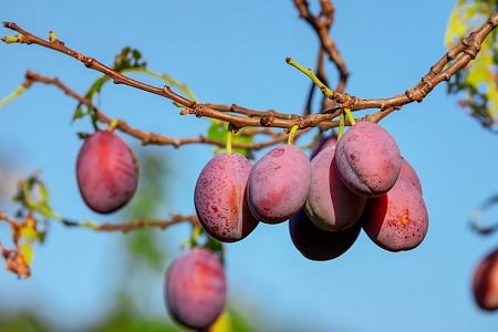 cum se pastreaza pomii fructiferi pana la plantare