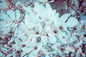 cand se planteaza magnolia