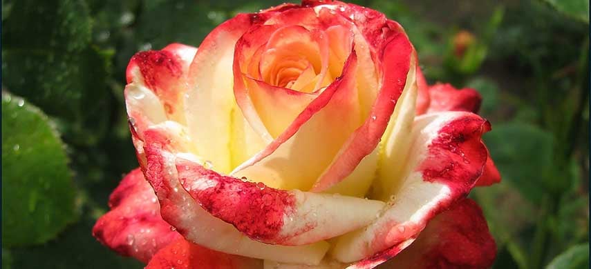 Cele mai populare tipuri de trandafiri