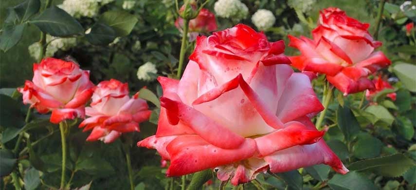 Tipuri de trandafiri teahibrizi populari