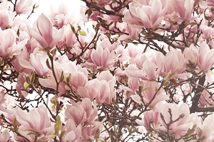 cand se fac taierile la magnolie