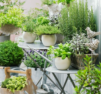 Semințe pentru casă și grădină