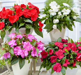 Semințe de flori de interior