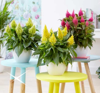 Ghiveci pentru flori