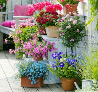 Semințe de flori perene