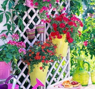 Semințe de flori bienale