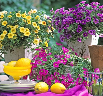 Semințe de flori anuale