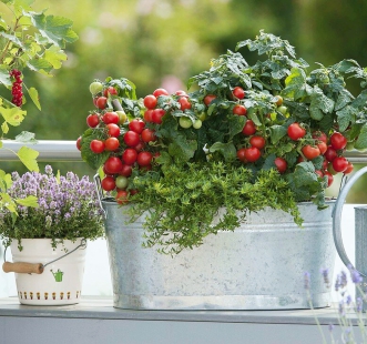 Seminţe de ierburi aromatice