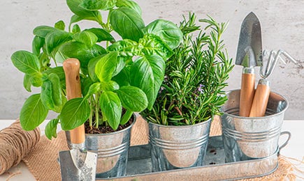 Condimentat, aromat, bogat în vitamine | GrădinaMax