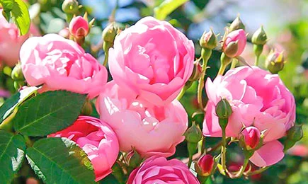 Soiuri de trandafiri catifelați | GrădinaMax