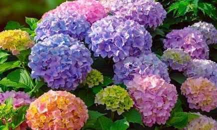 Straturi de flori colorate | GrădinaMax