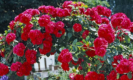 Trandafiri în culori vii | GrădinaMax